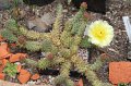 Opuntia fragilis1